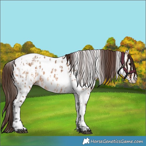 Horse Color:Bay Dun Near Leopard  and Bay Dun Tobiano Near Leopard 
