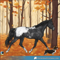 Horse Color:Black Mushroom Appaloosa Rabicano