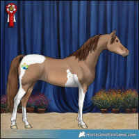 Horse Color:Red Dun Tobiano 