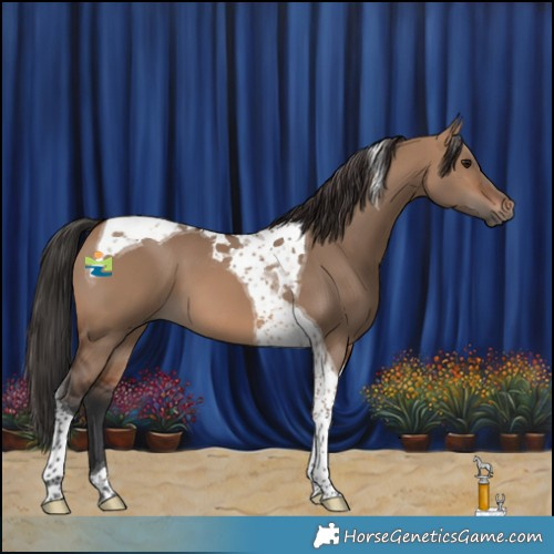 Horse Color:Brown Dun Tobiano 