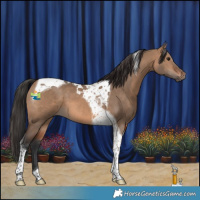 Horse Color:Brown Dun Tobiano 
