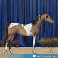 Horse Color:Brown Dun Tobiano 