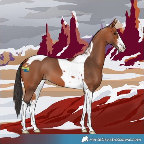 Horse Color:White Spotted Bay Tobiano 