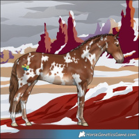 Horse Color:White Spotted Chestnut 