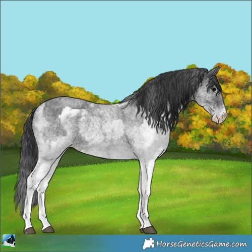 Horse Color:White Spotted Blue Roan Appaloosa Rabicano and White Spotted Blue Roan Rabicano