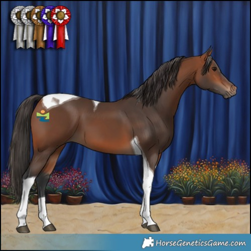 Horse Color:Bay Tobiano 