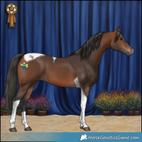 Horse Color:Bay Tobiano