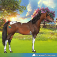 Horse Color:Bay Tobiano