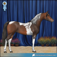 Horse Color:Bay Tobiano 
