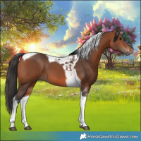 Horse Color:Bay Tobiano 