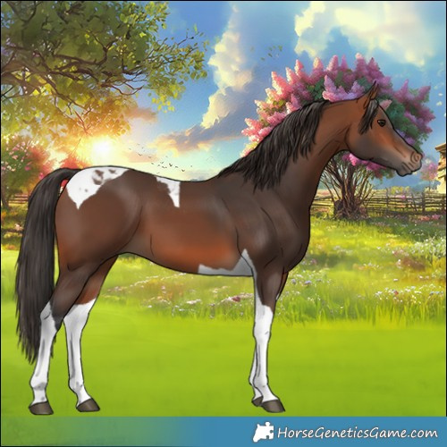 Horse Color:Bay Tobiano 