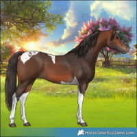 Horse Color:Bay Tobiano 