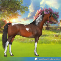 Horse Color:Bay Tobiano