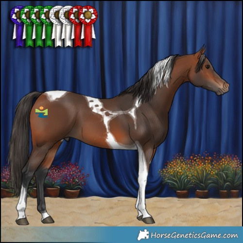 Horse Color:Bay Tobiano 