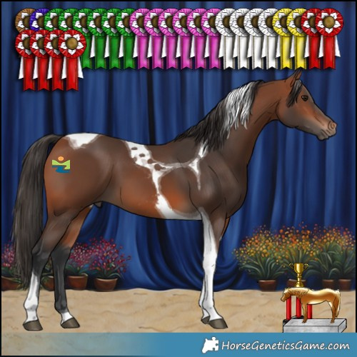 Horse Color:Bay Tobiano 