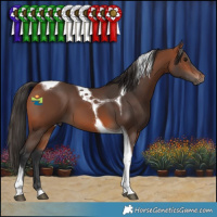 Horse Color:Bay Tobiano 
