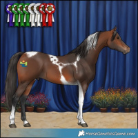 Horse Color:Bay Tobiano 