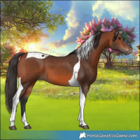 Horse Color:Bay Tobiano 