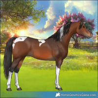 Horse Color:Bay Tobiano 