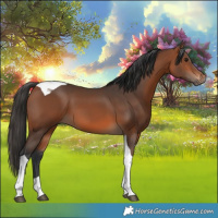 Horse Color:Bay Tobiano 