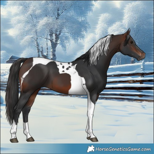Horse Color:Brown Tobiano 