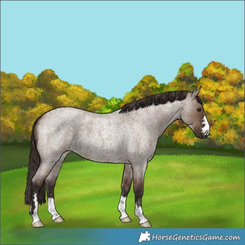 Horse Color:Liver Red Dun Roan 