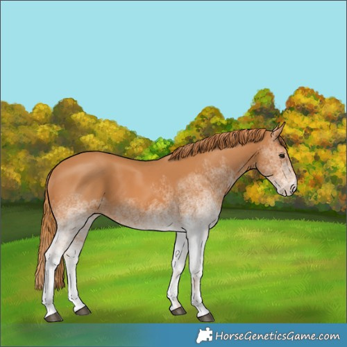 Horse Color:White Spotted Chestnut 