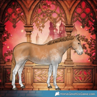 Horse Color:White Spotted Chestnut