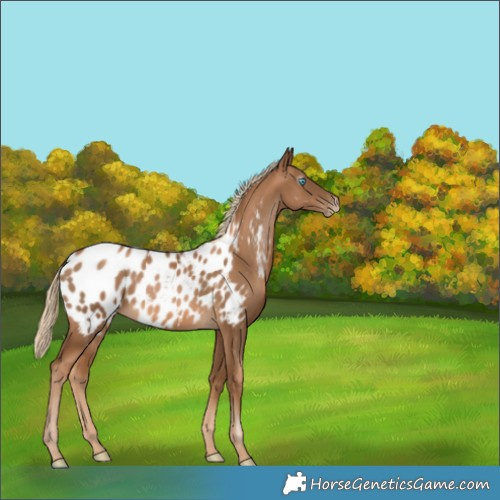 Horse Color:Gray Chocolate Palomino Pearl Blanket Rabicano 