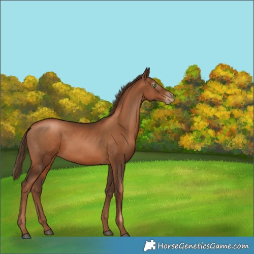 Horse Color:Gray Liver Chestnut Pearl 
