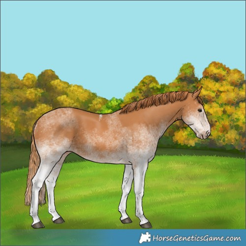 Horse Color:White Spotted Chestnut 