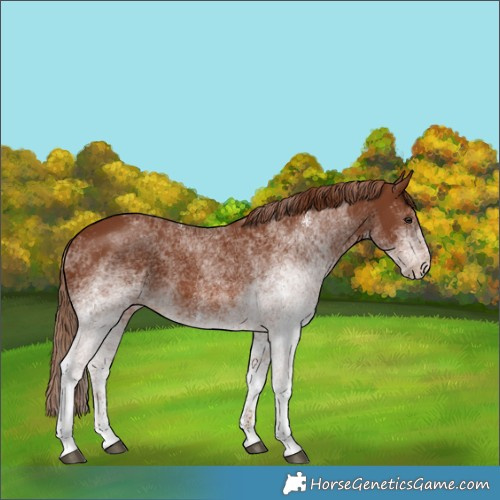 Horse Color:White Spotted Chestnut 