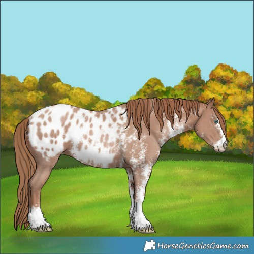 Horse Color:Black Pearl Sabino Appaloosa Rabicano 