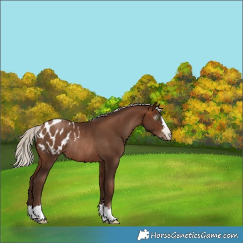 Horse Color:Gray Silver Brown Pearl Blanket Rabicano 