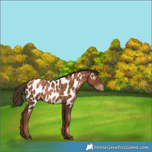 Horse Color:Gray Liver Chestnut Pearl Near Leopard Rabicano 