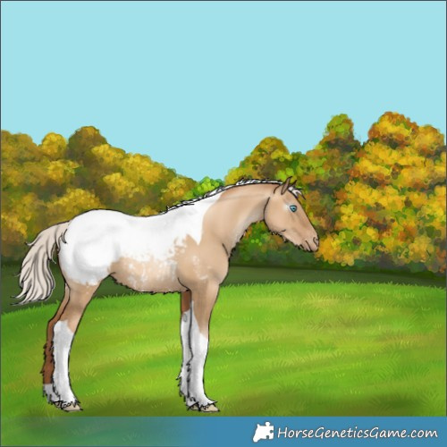 Horse Color:Gray Silver Amber Champagne Pearl Dun Tobiano Appaloosa Rabicano 