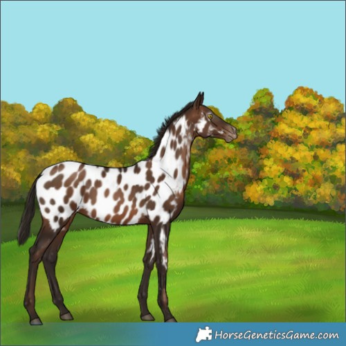 Horse Color:Gray Brown Pearl Near Leopard Rabicano 