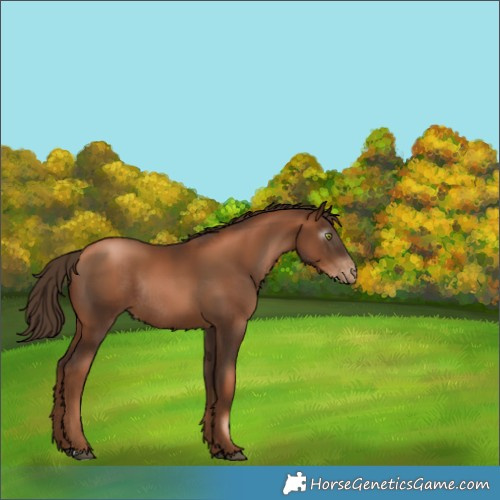 Horse Color:Gray Liver Chestnut Pearl Varnish Rabicano 