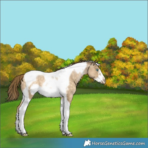 Horse Color:Buckskin Pearl Tobiano Frame 