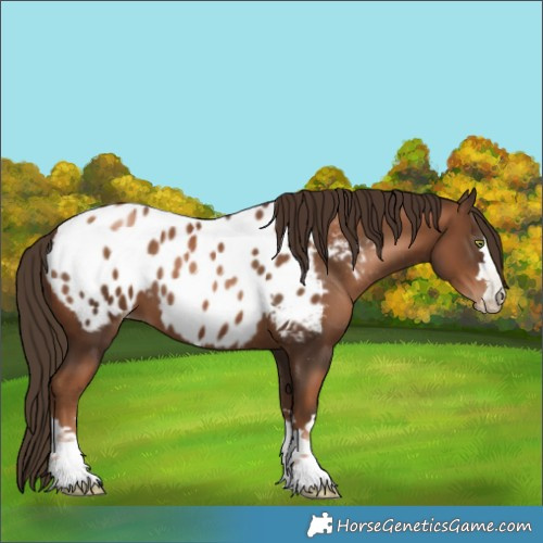 Horse Color:Gray Liver Chestnut Pearl Appaloosa