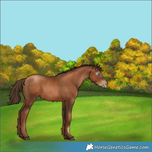 Horse Color:Gray Liver Chestnut Pearl 
