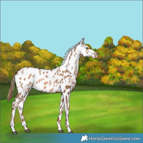 Horse Color:Liver Chestnut Pearl Near Leopard 