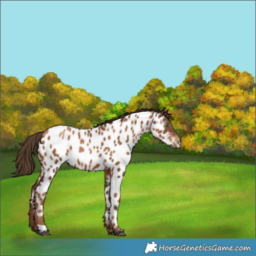 Horse Color:Gray Liver Chestnut Pearl Near Leopard 