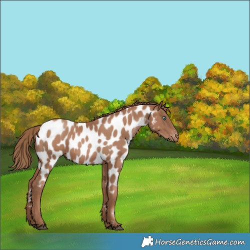 Horse Color:Black Pearl Near Leopard 