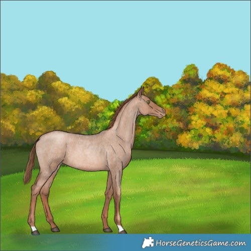 Horse Color:Liver Red Roan Pearl 