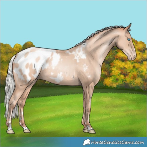 Horse Color:Silver Sable Champagne Pearl Appaloosa 