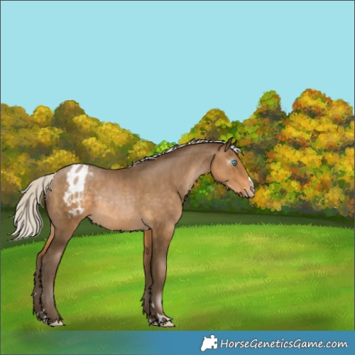 Horse Color:Gray Silver Buckskin Pearl Appaloosa Rabicano 