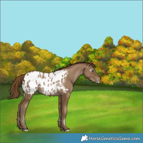 Horse Color:Gray Smoky Black Pearl Appaloosa Rabicano