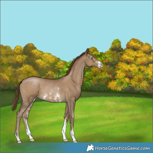 Horse Color:Gray Smoky Black Pearl Sabino 