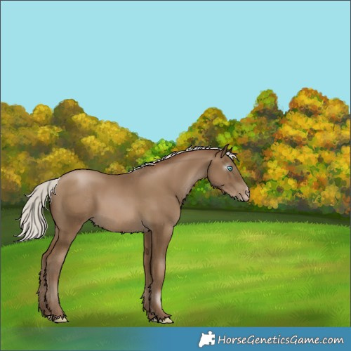 Horse Color:Gray Silver Smoky Black Pearl